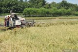 Pekerja memanen padi di Kota Madiun, Jawa Timur, Kamis (9/4/2020). Sebagian petani di wilayah tersebut memasuki musim panen padi yang hasil panennya dijual dengan harga Rp4.500 per kilogram gabah. Antara Jatim/Siswowidodo/zk.
