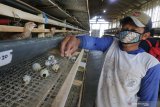 Pekerja mengumpulkan telur puyuh dari kandang di Desa Paron, Kediri, Jawa Timur, Kamis (9/4/2020). Peternak mengaku merugi karena kesulitan memasarkan telur puyuh yang harga jualnya terus merosot dari normalnya Rp23 ribu menjadi Rp18 ribu per kilogram karena berkurangnya permintaan akibat pandemi COVID-19 dan diperparah dengan naiknya harga pakan dari sebelumnya Rp5.600 menjadi Rp6.000 per kilogram seiring melemahnya nilai tukar rupiah terhadap dolar. Antara Jatim/Prasetia Fauzani/zk.