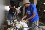 Pedagang memilih ayam potong untuk selanjutnya dijual lagi ke pasar di sebuah peternakan di Malang, Jawa Timur, Jumat (10/4/2020). Peternak ayam potong setempat mengosongkan kandangnya dengan menjual semua ayam yang tersisa akibat anjloknya harga ayam dari Rp18.000 menjadi 7.500 rupiah per kilogram sejak tiga hari lalu sebagai imbas penerapan pembatasan sosial dalam upaya pencegahan penyebaran COVID-19. Antara Jatim/Ari Bowo Sucipto/zk