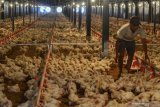 Apa benar ayam pedaging disuntik hormon? ini jawaban asosiasi
