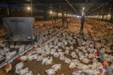 Pekerja memeriksa kandang berkapasitas 66 ribu ekor ayam potong di peternakan ayam modern Naratas Desa Jelat, Kabupaten Ciamis, Jawa Barat, Sabtu (11/4/2020). Pengusaha peternak ayam Naratas terpaksa memanen ayam lebih awal akibat daya beli menurun lantaran sejumlah rumah makan di daerah Jabodetabek dan Jabar tutup karena pandemi COVID-19 yang berakibatnya kerugian hingga 70 persen. ANTARA JABAR/Adeng Bustomi/agr
