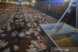 Pekerja memeriksa kandang berkapasitas 66 ribu ekor ayam potong di peternakan ayam modern Naratas Desa Jelat, Kabupaten Ciamis, Jawa Barat, Sabtu (11/4/2020). Pengusaha peternak ayam Naratas terpaksa memanen ayam lebih awal akibat daya beli menurun lantaran sejumlah rumah makan di daerah Jabodetabek dan Jabar tutup karena pandemi COVID-19 yang berakibatnya kerugian hingga 70 persen. ANTARA JABAR/Adeng Bustomi/agr
