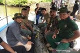 BKSDA lepasliarkan buaya jantan berukuran tiga meter ke habitat aslinya di Sultra