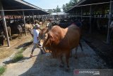 Warga melakukan transaksi jual beli ternak sapi untuk persiapan tradisi 