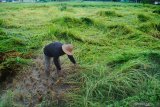 Petani memanen padi lebih awal di Desa Sopa'ah, Pamekasan, Jawa Timur, Rabu (15/4/2020). Sebagian petani di kabupaten itu terpaksa memanen padi lebih awal guna menghindari kerugian lebih banyak karena batang padi roboh akibat hujan deras dan angin kencang.  Antara Jatim/Saiful Bahri/zk