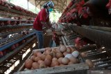 Peternak memanen telur di sebuah peternakan ayam petelur di Malang, Jawa Timur, Kamis (16/4/2020). Dinas Peternakan Provinsi Jatim mencatat, stok telur ayam saat ini mencapai 41.408 ton sehingga  dipastikan aman meski diperkirakan akan ada kenaikan permintaan saat bulan Ramadan dan Lebaran. Antara Jatim/Ari Bowo Sucipto/zk.