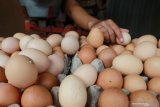 Peternak menimbang telur ayam sebelum dijual ke pasar di sebuah peternakan ayam petelur di Malang, Jawa Timur, Kamis (16/4/2020). Dinas Peternakan Provinsi Jatim mencatat, stok telur ayam saat ini mencapai 41.408 ton sehingga  dipastikan aman meski diperkirakan akan ada kenaikan permintaan saat bulan Ramadan dan Lebaran. Antara Jatim/Ari Bowo Sucipto/zk.