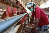 Peternak memanen telur di sebuah peternakan ayam petelur di Malang, Jawa Timur, Kamis (16/4/2020). Dinas Peternakan Provinsi Jatim mencatat, stok telur ayam saat ini mencapai 41.408 ton sehingga  dipastikan aman meski diperkirakan akan ada kenaikan permintaan saat bulan Ramadan dan Lebaran. Antara Jatim/Ari Bowo Sucipto/zk.