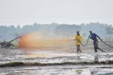 Pekerja menyemprotkan pupuk cair di sawah sebelum ditanami padi di Sidomulyo, Sawahan, Kabupaten Madiun, Jawa Timur, Jumat (17/4/2020). Sebagian petani memilih menggunakan pupuk cair guna menghemat biaya pemupukan dibandingkan menggunakan pupuk tabur dari Rp2,2 juta menjadi Rp1,2 juta per hektare. Antara Jatim/Siswowidodo/zk.