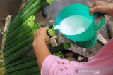 TRADISI MEMASAK LEMANG JELANG RAMADHAN
Warga memasukkan beras ketan ke dalam bambu saat proses pembuatan lemang di Desa Alue Raya, Samatiga, Aceh Barat, Aceh, Sabtu (18/4/2020). Tradisi memasak dan membuat lemang bambu yang dilakukan secara turun temurun tersebut dilakukan dalam rangka menyambut bulan suci Ramadhan, kemudian lemang tersebut dibagikan kepada warga sekitar untuk mempererat silaturahim. ANTARA Aceh/Syifa Yulinnas.