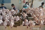 Pengunjung berbelanja daging ayam di pasar tradisional Peunayung, Banda Aceh, Aceh, Minggu (19/4/2020).
 Menurut pedagang menjelang tradisi meugang atau hari memotong ternak menyambut bulan Ramadhan, permintaan daging ayam potong masih sepi, sedangkan harga penjualan stabil Rp35.000 hingga Rp40.000 per ekor menurut ukurannya. Antara Aceh/Ampelsa.