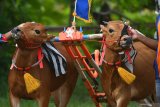 Sepasang sapi kerapan disiapkan menjalani latihan di Desa Durbuk,  Pamekasan, Jawa Timur, Minggu (19/4/2020). Latihan tersebut  merupakan uji coba terakhir menjelang bulan puasa dan dilaksanakan kembali pada pertengahan bulan ramadhan. Antara Jatim/Saiful Bahri/zk.