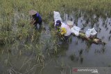 Petani memanen padi di areal sawah miliknya yang terendam banjir di desa Terusan, Kecamatan Sindang, Indramayu, Jawa Barat, Minggu (26/4/2020). Puluhan hektar lahan sawah di daerah tersebut rusak akibat banjir luapan sungai Cimanuk. ANTARA JABAR/Dedhez Anggara/agr