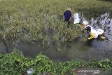 Petani memanen padi di areal sawah miliknya yang terendam banjir di desa Terusan, Kecamatan Sindang, Indramayu, Jawa Barat, Minggu (26/4/2020). Puluhan hektar lahan sawah di daerah tersebut rusak akibat banjir luapan sungai Cimanuk. ANTARA JABAR/Dedhez Anggara/agr