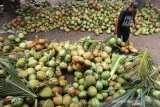 Pedagang eceran memilih kelapa muda di tempat grosir di pinggiran jalan Soekarno Hatta, Lam Ara, Banda Aceh, Aceh, Minggu (26/4/2020). Kelapa muda yang didatangkan dari Kabupaten Pidie dan Bireuen untuk memenuhi permintaan sebagai salah satu menu minuman berbuka puasa yang dijual Rp4.000 hingga Rp5.000 per buah. Antara Aceh/Irwansyah Putra.