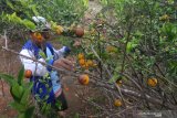 Petani memeriksa buah jeruk yang membusuk di Desa Penagguan, Pamekasan, Jawa Timur, Selasa (28/4/2020). Tingginya intensitas hujan dan hama menyebabkan tanaman tersebut rusak hingga mencapai 35 persen dan terancam gagal panen. Antara Jatim/Saiful Bahri/zk