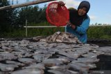 Warga menjemur ikan di Desa Tanjung, Pamekasan, Jawa Timur, Senin (27/4/2020). Dalam sebulan terakhir harga ikan kering di daerah itu turun dari Rp15.000-Rp25.000 per kg menjadi Rp12.000-Rp15.000 per kg, karena rendahnya permintaan pasar. Antara Jatim/Saiful Bahri/zk