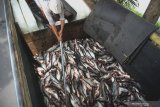 Pekerja memanen ikan patin di salah satu sentra budidaya ikan patin di Bendiljati Wetan, Tulungagung, Jawa Timur, Selasa (28/4/2020). Sejumlah pembudidaya mengatakan, harga ikan patin saat ini turun signifikan, dari sebelumnya mencapai kisaran Rp15.500 per kilogram menjadi Rp13.000-an sebagai dampak pandemi corona (COVID-19) yang menyebabkan serapan pasar susut sekitar 70 persen. Antara Jatim/Destyan Sujarwoko/zk.