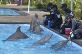 Pelatih berinteraksi dengan Lumba-Lumba saat kegiatan pemantauan yang dilakukan Balai Konservasi Sumber Daya Alam (BKSDA) Bali di Bali Exotic Marine Park, Denpasar, Bali, Selasa (28/4/2020). BKSDA Bali melakukan pemantauan di sejumlah lembaga konservasi untuk memberikan edukasi serta memastikan satwa yang ada di lembaga konservasi tetap dalam kondisi yang baik dan tetap mendapatkan perlakuan sama dengan kaidah-kaidah kesejahteraan satwa selama masa pandemi COVID-19. ANTARA FOTO/Fikri Yusuf/nym.