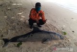 Bangkai lumba-lumba ditemukan terdampar di Pantai Ujung Genteng