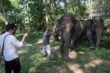 Petugas Balai Konservasi Sumber Daya Alam (BKSDA) Bali memotret aktivitas pemeliharaan gajah Sumatera (Elephas maximus sumatranus) di Bali Elephant Camp, Badung, Bali, Rabu (29/4/2020). Inspeksi tersebut untuk memastikan kondisi kesehatan satwa dan ketersediaan pakan selama penutupan obyek wisata tersebut karena pandemi COVID-19. ANTARA FOTO/Nyoman Hendra Wibowo/nym.