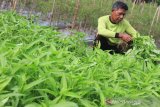 Petani memanen kangkung di Desa Alue Raya, Samatiga, Aceh Barat, Aceh, Jumat (1/5/2020). Permintaan kangkung yang dijual Rp1.000 per ikat selama bulan Ramadhan mengalami peningkatan dari 60 ikat per hari menjadi 120 sampai 160 ikat per hari. Antaraaceh/ Syifa Yulinnas