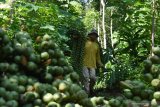 Petani memanen kolang kaling di kawasan lereng Gunung Wilis Desa Padas, Dagangan, Kabupaten Madiun, Jawa Timur, Sabtu (2/5/2020). Setelah melalui proses dikupas dan direbus selanjutnya kolang kaling dijual ke pedagang yang menurut petani harga kolang kaling saat Ramadhan seperti sekarang naik dari rata-rata Rp10.000 menjadi Rp14.500 per kilogram di tingkat petani. Antara Jatim/Siswowidodo/zk