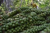 Petani memanen kolang kaling di kawasan lereng Gunung Wilis Desa Padas, Dagangan, Kabupaten Madiun, Jawa Timur, Sabtu (2/5/2020). Setelah melalui proses dikupas dan direbus selanjutnya kolang kaling dijual ke pedagang yang menurut petani harga kolang kaling saat Ramadhan seperti sekarang naik dari rata-rata Rp10.000 menjadi Rp14.500 per kilogram di tingkat petani. Antara Jatim/Siswowidodo/zk