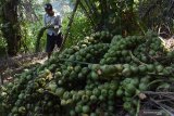 Petani memanen kolang kaling di kawasan lereng Gunung Wilis Desa Padas, Dagangan, Kabupaten Madiun, Jawa Timur, Sabtu (2/5/2020). Setelah melalui proses dikupas dan direbus selanjutnya kolang kaling dijual ke pedagang yang menurut petani harga kolang kaling saat Ramadhan seperti sekarang naik dari rata-rata Rp10.000 menjadi Rp14.500 per kilogram di tingkat petani. Antara Jatim/Siswowidodo/zk