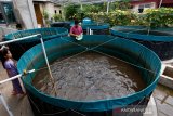 Pekerja memberi pakan ikan lele yang dibudidaya dengan sistem bioflok di Desa Ilie, Banda Aceh, Minggu (3/5/2020). Jumlah usaha budidaya ikan lele dan ikan air tawar dengan sistem bioflok terus meningkat di wilayah perkotaan karena mampu menghasilkan ikan yang higienis, hemat pakan, masa panen yang teratur dan ramah lingkungan. Antara Aceh/Irwansyah Putra.