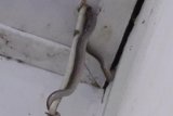 Ada ular sanca bersarang di plafon rumah