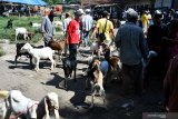 Pedagang kambing menunggu pembeli di Pasar 17 Agustus, Pamekasan, Jawa Timur, Kamis (7/5/2020). Harga kambing yang biasa dijual mulai dari Rp1 juta hingga Rp3.5 juta per ekor yang biasanya meningkat penjualannya saat bulan puasa itu, turun menjadi Rp900 ribu hingga Rp3.2 juta per ekor, karena rendahnya daya beli masyarakat. Antara Jatim/Saiful Bahri/zk