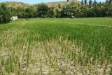 Puluhan hektare sawah alami kekeringan di Majene