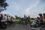 Anak-anak ngabuburit dengan menaiki kuda pacu sewa di Cieunteung, Kota Tasikmalaya, Jawa Barat, Kamis (7/5/2020). Peternak kuda balap dan andong terpaksa menyewakan kuda agar bisa bertahan merawat dan menghidupi kudanya saat pandemi COVID-19 dengan penghasilan Rp50 - Rp100 ribu per hari. ANTARA JABAR/Adeng Bustomi/agr