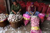 Buruh mengupas bawang putih impor yang baru datang di Gudang Bawang, Pasar Gadang, Malang, Jawa Timur, Kamis (7/5/2020). Kementerian Koordinator Bidang Perekonomian mencatat, pasokan bawang putih di pasaran selama bulan Ramadhan hingga Lebaran dinyatakan aman dengan masuknya 94 ribu ton pada bulan April lalu dan 78 ribu ton pada bulan Mei 2020. Antara Jatim/Ari Bowo Sucipto/zk