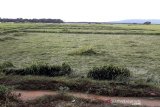 Gara-gara intensitas hujan tinggi, padi siap panen di Bombana rusak