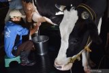 Peternak sapi perah memerah susu di Desa Kresek, Wungu, Kabupaten Madiun, Jawa Timur, Sabtu (9/5/2020). Menurut peternak tersebut, dalam sehari dari empat ekor sapinya mampu menghasilkan 80 liter susu dan dijual dengan harga Rp11.000 per liter. Antara Jatim/Siswowidodo/zk.