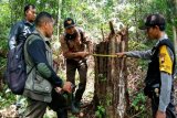 Polres tangkap pelaku pencuri kayu BKPH Paninggaran