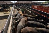 Pekerja menggiring sapi ke atas truk untuk dikirim ke Kalimantan di Pasar Hewan Beringkit, Badung, Bali, Rabu (13/5/2020). Penjualan sapi Bali antarpulau di pasar tersebut sempat anjlok sejak pandemi COVID-19 tapi saat ini perlahan mengalami peningkatan akibat tingginya permintaan daging sapi pada bulan puasa dan menjelang Idul Fitri 1441 H. ANTARA FOTO/Nyoman Hendra Wibowo/nym