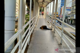 Wanita pingsan di Halte Busway Mangga Besar Jakarta