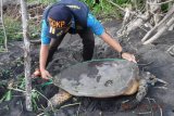 Selama pandemi COVID-19, KKP selamatkan sembilan spesies yang dilindungi