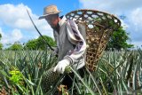 Dinilai bisa tangkal corona, petani nanas banjir pesanan