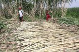 Buruh tani memanen tebu hijau sebagai bahan baku miuman sari tebu di Desa Paron, Kediri, Jawa Timur, Minggu (17/5/2020). Petani di daerah itu mengaku memilih memanen tebu hijau pada umur enam bulan dengan harga jual Rp120.000 per kwintal sebagai bahan baku minuman sari tebu karena dinila lebih menguntungkan dari pada dijual ke pabrik gula pasir yang harus menunggu umur tebu minimal sembilan bulan dengan harga jual yang belum pasti seiring mundurnya musim giling akibat pandemi COVID-19. Antara Jatim/Prasetia Fauzani/zk