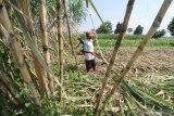 Buruh tani memanen tebu hijau sebagai bahan baku miuman sari tebu di Desa Paron, Kediri, Jawa Timur, Minggu (17/5/2020). Petani di daerah itu mengaku memilih memanen tebu hijau pada umur enam bulan dengan harga jual Rp120.000 per kwintal sebagai bahan baku minuman sari tebu karena dinila lebih menguntungkan dari pada dijual ke pabrik gula pasir yang harus menunggu umur tebu minimal sembilan bulan dengan harga jual yang belum pasti seiring mundurnya musim giling akibat pandemi COVID-19. Antara Jatim/Prasetia Fauzani/zk