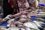 Harga ikan di TPI Paotere Makassar cenderung turun di tengah pandemi