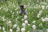 Petani memanen Kembang Sedap Malam (Polianthes tuberosa) di Kawasan Cihideung, Kabupaten Bandung Barat, Jawa Barat, Kamis (21/5/2020). Kembang Sedap Malam yang menjadi salah satu tradisi  bunga hias masyarakat saat  lebaran Idul Fitri tersebut dipanen untuk dijual dengan kisaran harga Rp.2000 hingga Rp. 5000 yang dipasarkan ke daerah Jawa Barat hingga Jakarta. ANTARA JABAR/Novrian Arbi/agr