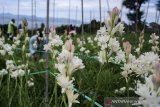 Petani memanen Kembang Sedap Malam (Polianthes tuberosa) di Kawasan Cihideung, Kabupaten Bandung Barat, Jawa Barat, Kamis (21/5/2020). Kembang Sedap Malam yang menjadi salah satu tradisi  bunga hias masyarakat saat  lebaran Idul Fitri tersebut dipanen untuk dijual dengan kisaran harga Rp.2000 hingga Rp. 5000 yang dipasarkan ke daerah Jawa Barat hingga Jakarta. ANTARA JABAR/Novrian Arbi/agr