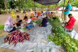 Distrik Yapsi siapkan 230 hektar lahan pertanian ditengah pandemi COVID-19