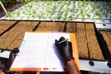 Warga mengecek usia tanaman sayuran yang di tanam dengan sistem hydroponik di atas atap rumahnya di Blitar, Jawa Timur, Sabtu (23/5/2020). Warga tersebut merupakan pengusaha lokal yang beralih profesi dari pengusaha pakaian jadi, menjadi berkebun guna memanfaatkan masa pandemi ini agar tetap produktif. Antara Jatim/Irfan Anshori/zk