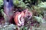 Hutan Lindung Bukit Daun jalur perlintasan harimau sumatera